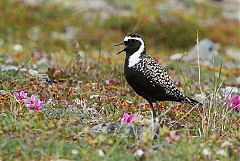 American Golden-Plover